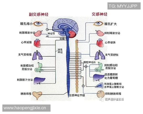 ESPN解析奥斯卡血管迷走神经性晕厥对心率和血压的影响及其机制
